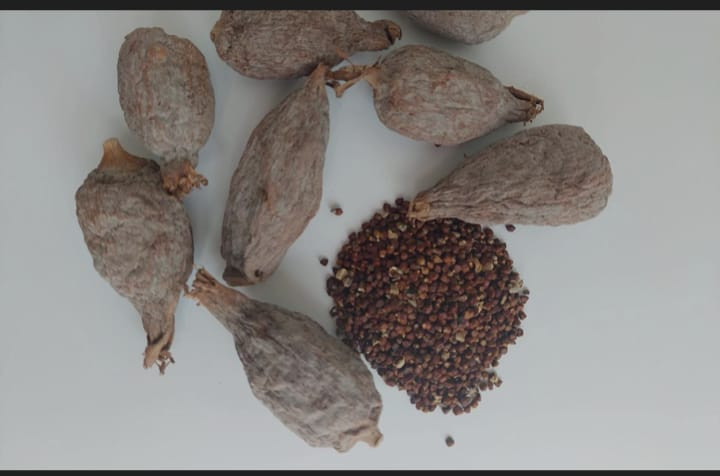 Alligator  pepper