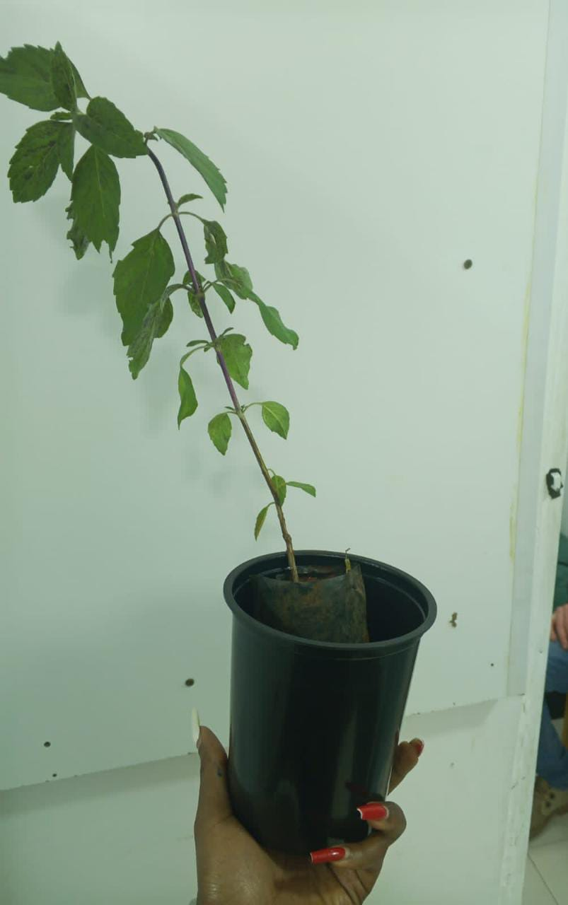 Holy basil seedling